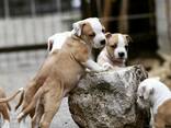 American Staffordshire Terrier Puppies - photo 5