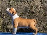 American Staffordshire Terrier Puppies - photo 6