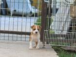 American Staffordshire Terrier Puppies - photo 7