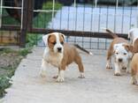 American Staffordshire Terrier Puppies - photo 8