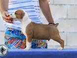 American Staffordshire Terrier Puppies - photo 9