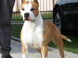 American Staffordshire Terrier Puppies - photo 10