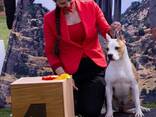 American Staffordshire Terrier Puppies - photo 11