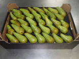 Best pears from Poland wholesale - фото 1