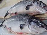 Premium Quality Norwegian Atlantic Salmon Fish Gutted Head On (Salmon HON). Salmon Fillets - photo 2