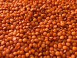 Чечевичная крупа производство Казахстан - фото 1