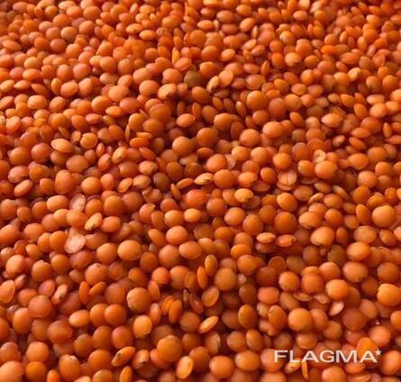 Чечевичная крупа производство Казахстан