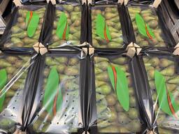 Körte „Conference”