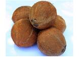 Exporter Tropical Fruit Narikel/ Fresh Coconut Mature Fully Husked/ Dried Dehusked Coconut - фото 1