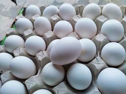 Fresh Farm White and Brown Chicken Table Eggs/ Fresh Organic Chicken Eggs for sale