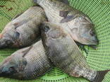 Frozen Black Tilapia Fish - фото 1