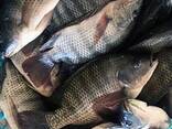 Frozen Black Tilapia Fish - фото 2