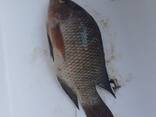 Frozen Tilapia Fish - фото 1
