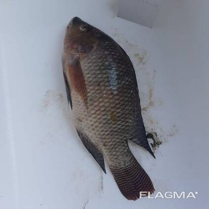 Frozen Tilapia Fish