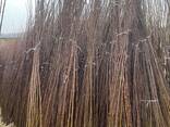 Fruit trees saplings - фото 4