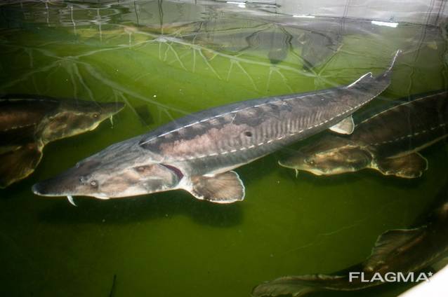 Икра осетровая! Рыба!