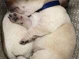 Labrador retriever puppies FCI - фото 1