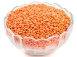 New Crops Red Lentil High Quality Organic Red Lentils in Bulk - фото 3