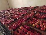 Polish apples (wide range of varieties) - фото 1