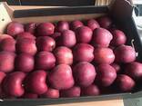Polish apples (wide range of varieties) - фото 2