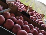 Polish apples (wide range of varieties) - фото 4
