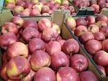 Polish apples (wide range of varieties) - фото 7