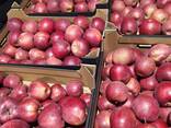 Polish apples (wide range of varieties) - фото 11