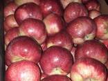 Polish apples (wide range of varieties) - фото 12
