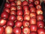 Polish apples (wide range of varieties) - фото 14