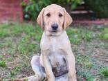 Prémium minőségű working labrador kiskutyák eladók - photo 3