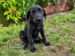 Prémium minőségű working labrador kiskutyák eladók - photo 5