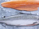 Premium Quality Norwegian Atlantic Salmon Fish Gutted Head On (Salmon HON). Salmon Fillets - photo 1