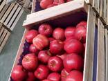 Продам польские яблоки и грушы - фото 2
