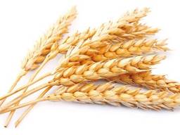 Пшеница 2,3 класс