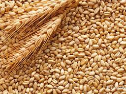 Пшеница продовольственная и фуражная, кукуруза