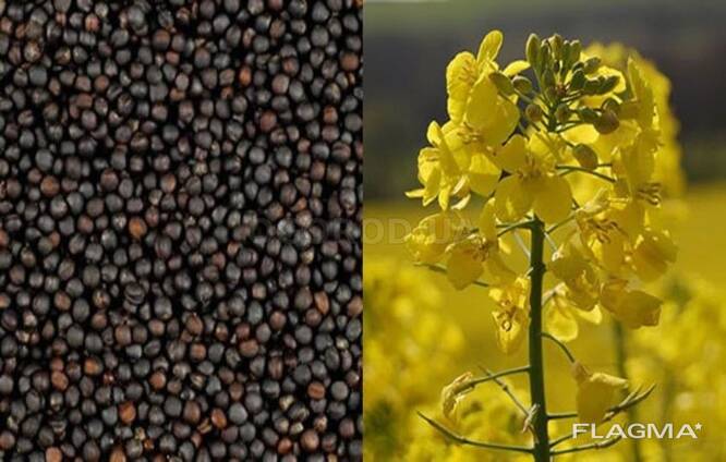 Rapeseed 2022 NOGMO