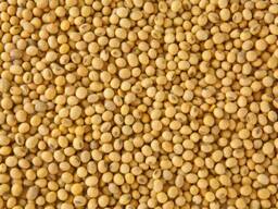 Szójababot árusítok szállítással a vevőnek