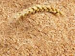 Wheat bran / Búzakorpa / Отруби пшеничные - фото 1