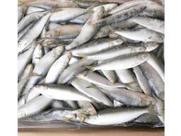 Whole Round Frozen Sardine Fish